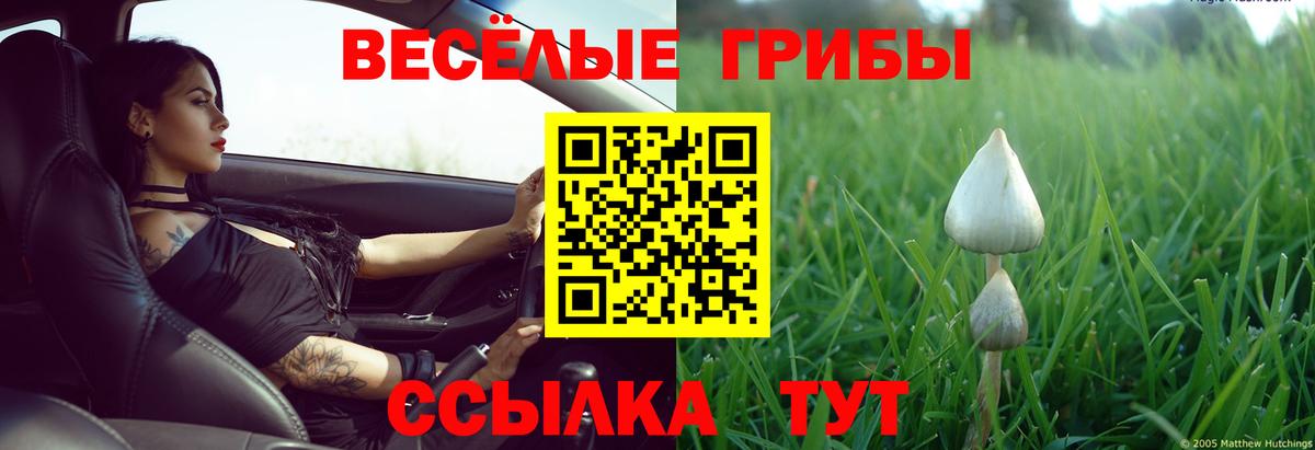 Псилоцибиновые грибы Cubensis Кудрово